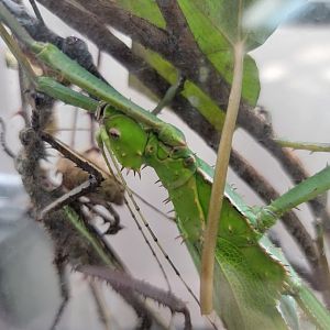 Philly Insectarium - Jungle nymph head