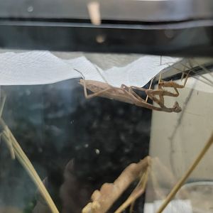 Philly Insectarium - Jungle nymph