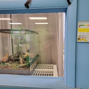 Philly Insectarium - Dusky cave cockroach