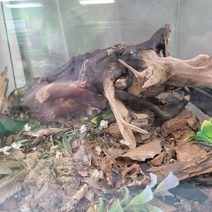 Philly Insectarium - Dusky cave cockroach