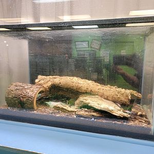 Philly Insectarium - Madagascar hissing cockroaches