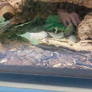 Philly Insectarium - Dead parts with Madagascar hissing cockroaches