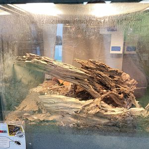 Philly Insectarium - Unspecified isopoda species