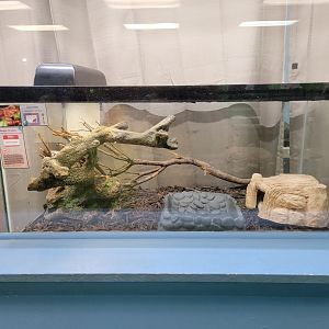 Philly Insectarium - Corn snake