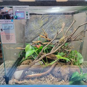 Philly Insectarium - Crested gecko