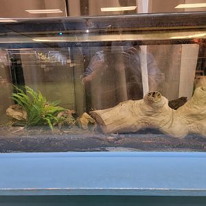 Philly Insectarium - Giant african millipede
