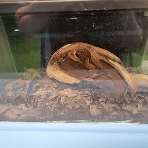 Philly Insectarium - Ivory millipede