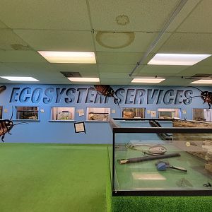 Philly Insectarium - Wall murals