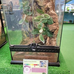 Philly Insectarium - Sapphire gooty tarantula