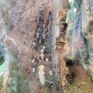 Philly Insectarium - Sapphire gooty tarantula
