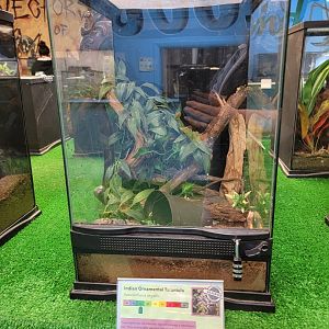 Philly Insectarium - Indian ornamental tarantula