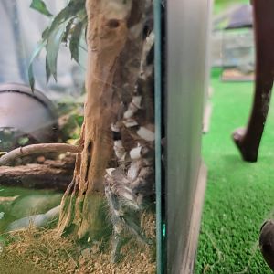 Philly Insectarium - Indian ornamental tarantula