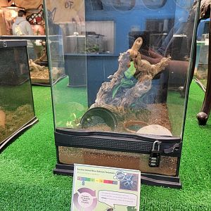 Philly Insectarium - Socotra Island blue baboon tarantula