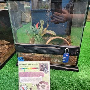 Philly Insectarium - Mexican red rump tarantula