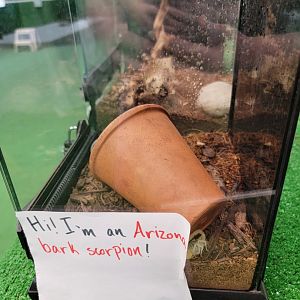 Philly Insectarium - Arizona bark scorpion