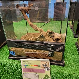 Philly Insectarium - Emperor scorpion