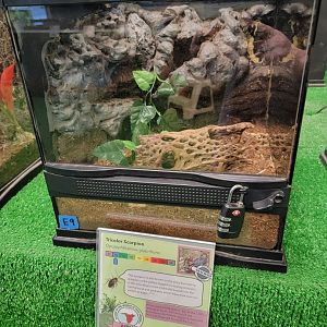 Philly Insectarium - Shiny burrow scorpion