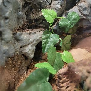 Philly Insectarium - Shiny burrow scorpion