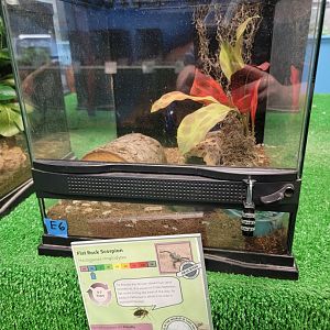 Philly Insectarium - Flat rock scorpion
