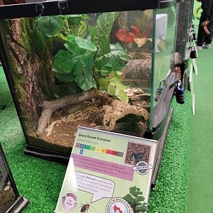 Philly Insectarium - Giant forest scorpion species