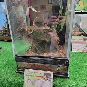 Philly Insectarium - Red spotted assassin bug