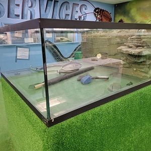 Philly Insectarium - Empty tank