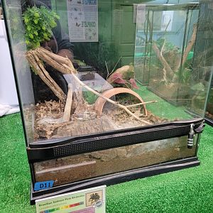 Philly Insectarium - Brazilian salmon pink birdeater