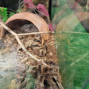 Philly Insectarium - Brazilian salmon pink birdeater