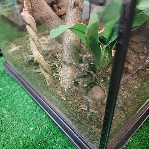 Philly Insectarium - Chaco golden knee tarantula