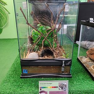 Philly Insectarium - Venezuelan suntiger tarantula