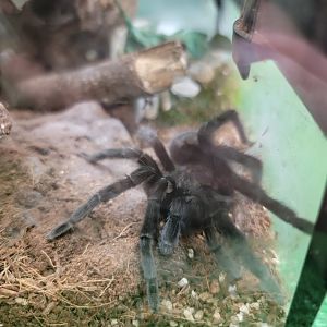 Philly Insectarium - Unsigned, tarantula ID?