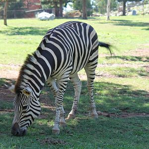 Plains Zebra