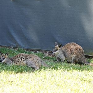 Northern Swamp Wallabies