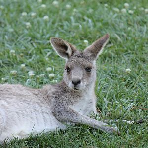 Eastern Grey Kangaroo