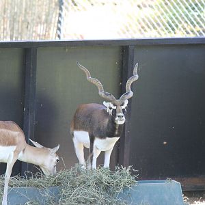 Male Blackbuck