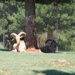 Barbary Sheep