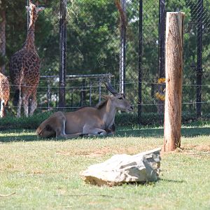 Eland