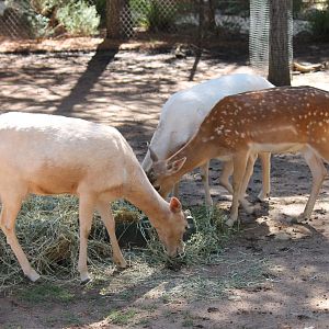 Fallow Deer