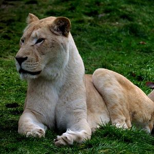 White Lion (Kasal) - 2022