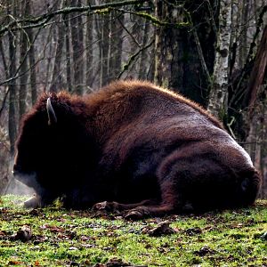 American Bison -2022