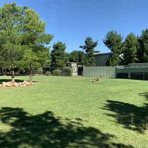 African Painted Dog Exhibit