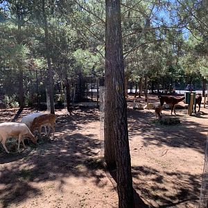 Ungulate Walk-Through