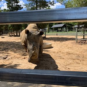 Southern White Rhino Encounter