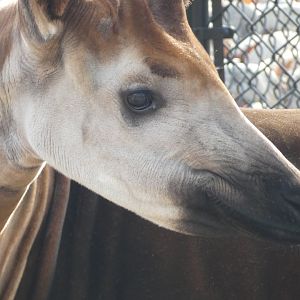 Okapi at the Greensboro Science Center