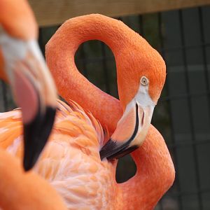 Caribbean Flamingo at the Greensboro Science Center