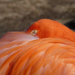 Caribbean Flamingo at the Greensboro Science Center