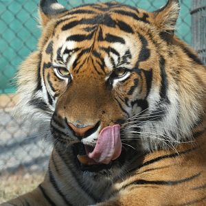 Sumatran Tiger at the Greensboro Science Center
