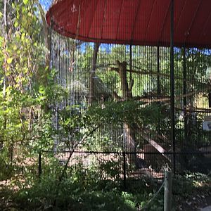 North American Porcupine exhibit