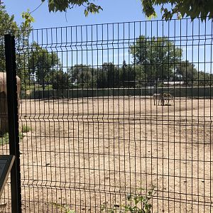 Grevy's Zebra exhibit