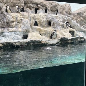 EcoCenter - African Penguin exhibit